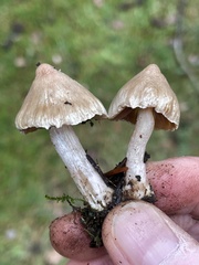 Inocybe pallidicremea