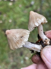 Inocybe pallidicremea