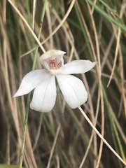 Caladenia alpina