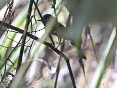 Leptopogon superciliaris