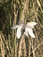 Caladenia alpina