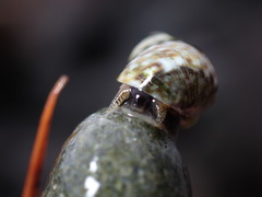 Littorina scutulata
