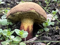 Xerocomellus dryophilus