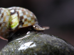 Littorina scutulata