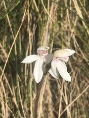 Caladenia alpina