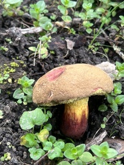 Xerocomellus dryophilus