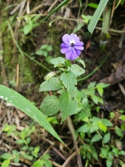 Browallia americana