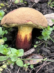 Xerocomellus dryophilus