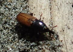 Mesites pallidipennis
