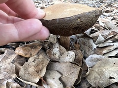 Suillellus amygdalinus