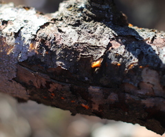 Amphilogia gyrosa