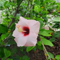 Hibiscus rosa-sinensis