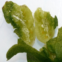 Contarinia negundinis
