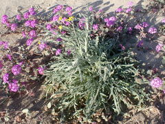 Baileya pauciradiata