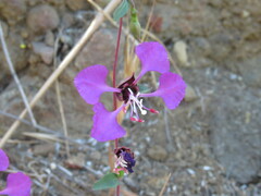 Clarkia unguiculata