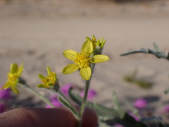 Baileya pauciradiata