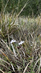 Dianthus