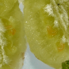 Contarinia negundinis