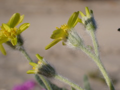 Baileya pauciradiata