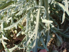 Baileya pauciradiata