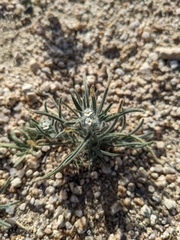 Johnstonella angustifolia