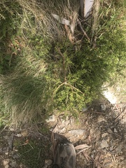 Podocarpus lawrencei