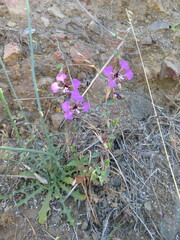 Clarkia unguiculata