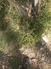 Podocarpus lawrencei
