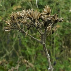Verbesina virginica