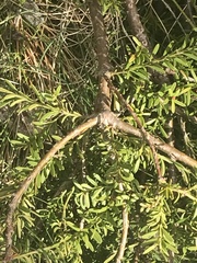 Podocarpus lawrencei