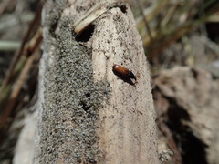 Mesites pallidipennis