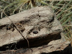 Mesites pallidipennis