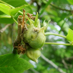 Contarinia negundinis