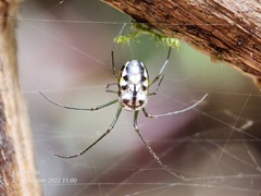 Leucauge argentina