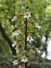 Gastrodia cunninghamii