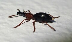 Cylas formicarius