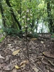 Gastrodia cunninghamii