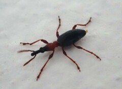 Cylas formicarius