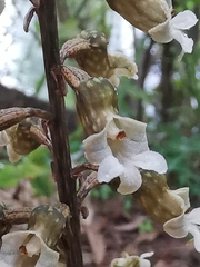 Gastrodia cunninghamii