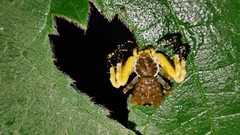 Phrynarachne ceylonica