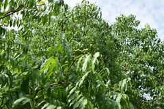 Sapindus mukorossi