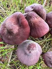 Marasmius plicatulus