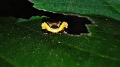 Phrynarachne ceylonica