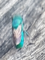 Chrysididae