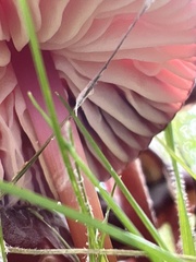 Marasmius plicatulus