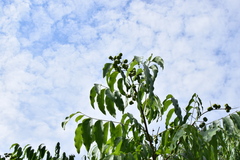 Sapindus mukorossi
