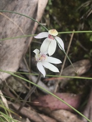 Caladenia alpina