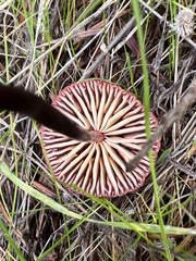 Marasmius plicatulus