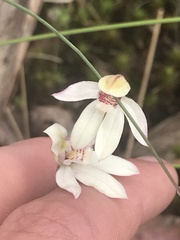 Caladenia alpina