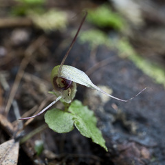 Corybas acuminatus